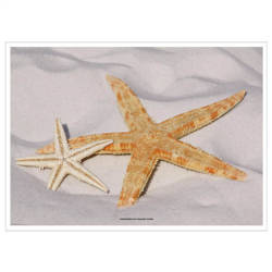 Papiertischsets „Starfish“ 31 x 43 cm, 500 Stück